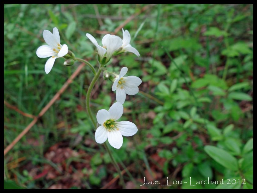 Saxifraga granulata - Saxifrage granuleux